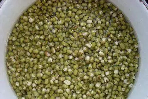 芹菜,青蔥,豆芽不用買,1個可樂瓶就能做出來,綠色又美味 ,省錢又健康!!