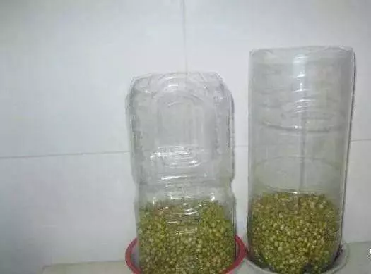 芹菜,青蔥,豆芽不用買,1個可樂瓶就能做出來,綠色又美味 ,省錢又健康!!