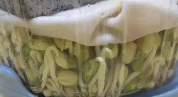 芹菜,青蔥,豆芽不用買,1個可樂瓶就能做出來,綠色又美味 ,省錢又健康!!
