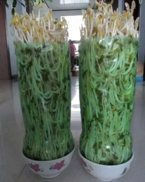 芹菜,青蔥,豆芽不用買,1個可樂瓶就能做出來,綠色又美味 ,省錢又健康!!