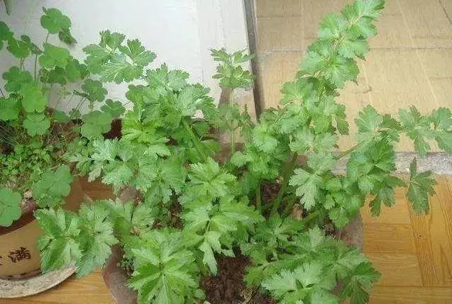 芹菜,青蔥,豆芽不用買,1個可樂瓶就能做出來,綠色又美味 ,省錢又健康!!