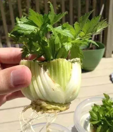 芹菜,青蔥,豆芽不用買,1個可樂瓶就能做出來,綠色又美味 ,省錢又健康!!