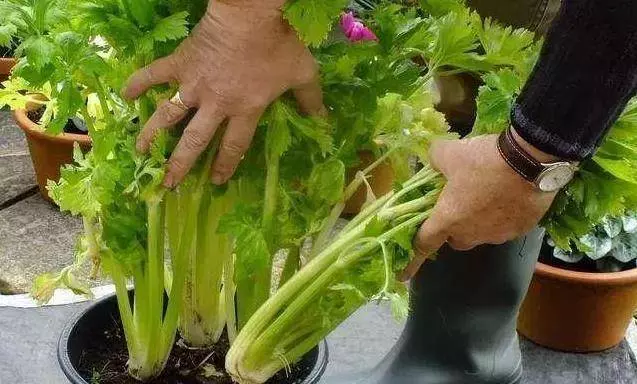 芹菜,青蔥,豆芽不用買,1個可樂瓶就能做出來,綠色又美味 ,省錢又健康!!