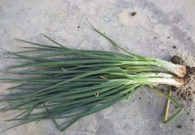 芹菜,青蔥,豆芽不用買,1個可樂瓶就能做出來,綠色又美味 ,省錢又健康!!