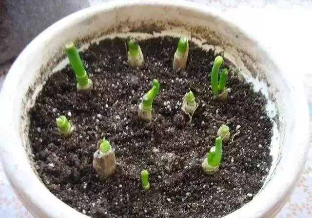 芹菜,青蔥,豆芽不用買,1個可樂瓶就能做出來,綠色又美味 ,省錢又健康!!