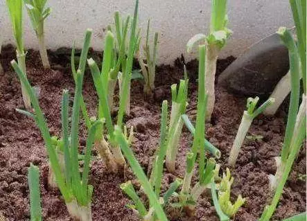 芹菜,青蔥,豆芽不用買,1個可樂瓶就能做出來,綠色又美味 ,省錢又健康!!