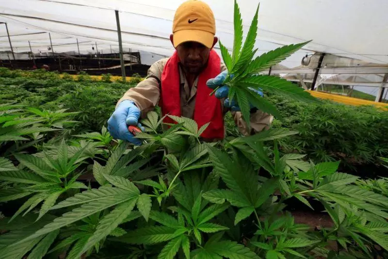 棕油每英畝一年可賺3000令吉 大麻卻可高達900萬!藍眼議員:雪州應變成世上最大大麻生產區!