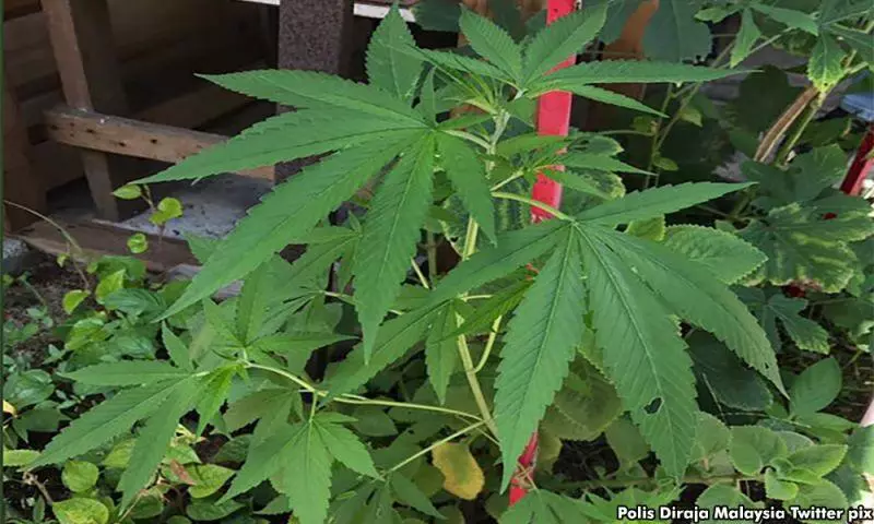 棕油每英畝一年可賺3000令吉 大麻卻可高達900萬!藍眼議員:雪州應變成世上最大大麻生產區!