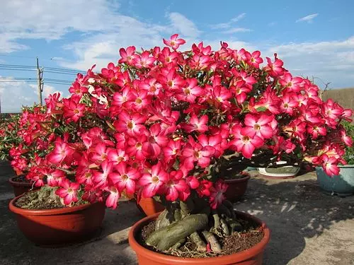 一年六次花,好養易活!既是樹又是花,教你培育美艷絕倫的「沙漠玫瑰」!