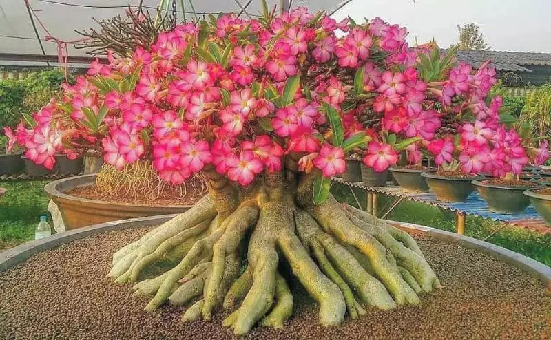 一年六次花,好養易活!既是樹又是花,教你培育美艷絕倫的「沙漠玫瑰」!