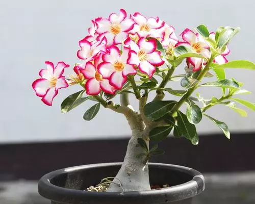 一年六次花,好養易活!既是樹又是花,教你培育美艷絕倫的「沙漠玫瑰」!