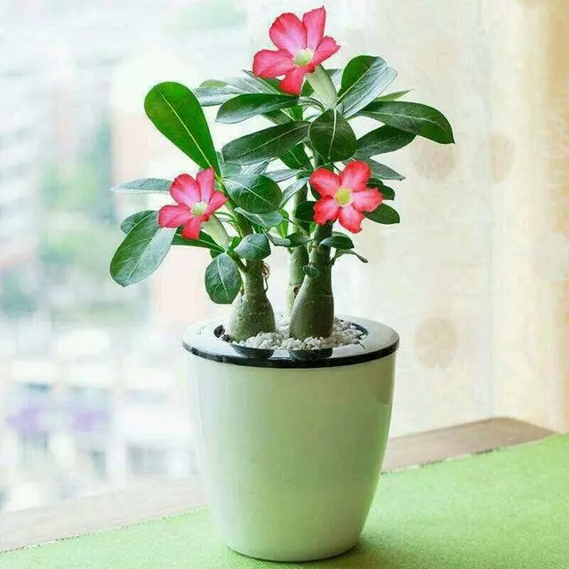 一年六次花,好養易活!既是樹又是花,教你培育美艷絕倫的「沙漠玫瑰」!