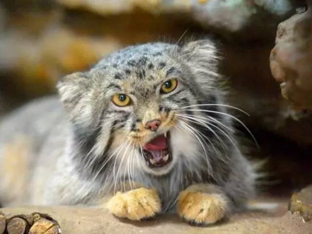 兔猻因遭錯認而開課,苦心介紹自身猛獸真相,但仍被眾人當成萌物