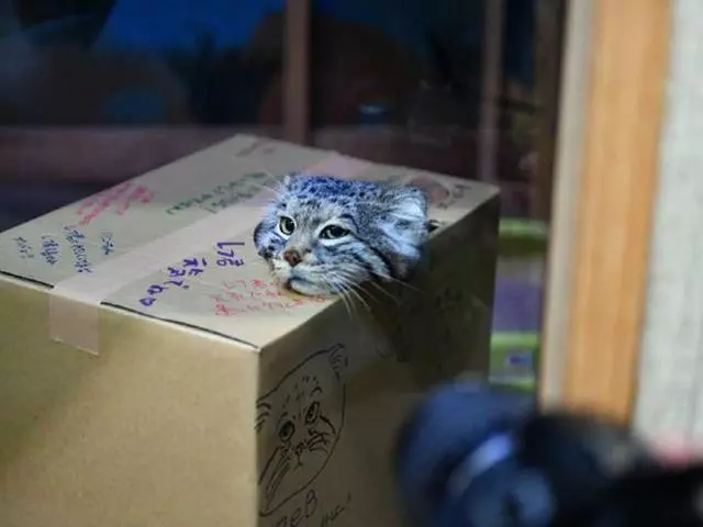 兔猻因遭錯認而開課,苦心介紹自身猛獸真相,但仍被眾人當成萌物