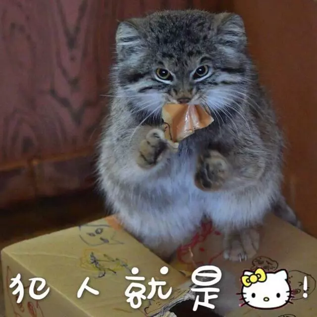 兔猻因遭錯認而開課,苦心介紹自身猛獸真相,但仍被眾人當成萌物