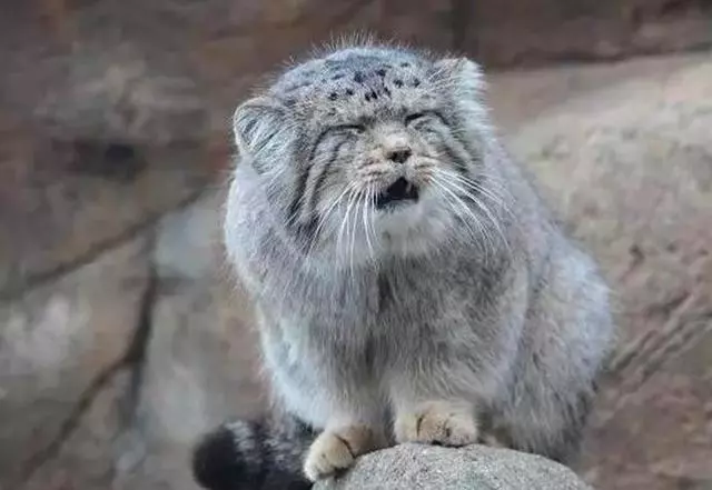 兔猻因遭錯認而開課,苦心介紹自身猛獸真相,但仍被眾人當成萌物