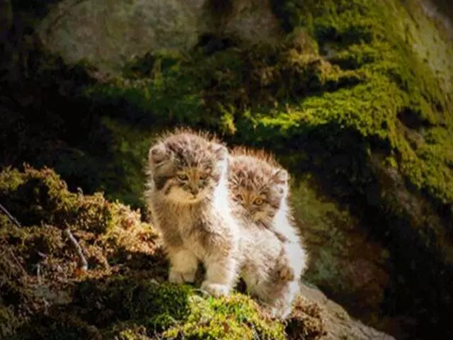 兔猻因遭錯認而開課,苦心介紹自身猛獸真相,但仍被眾人當成萌物