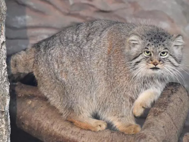 兔猻因遭錯認而開課,苦心介紹自身猛獸真相,但仍被眾人當成萌物