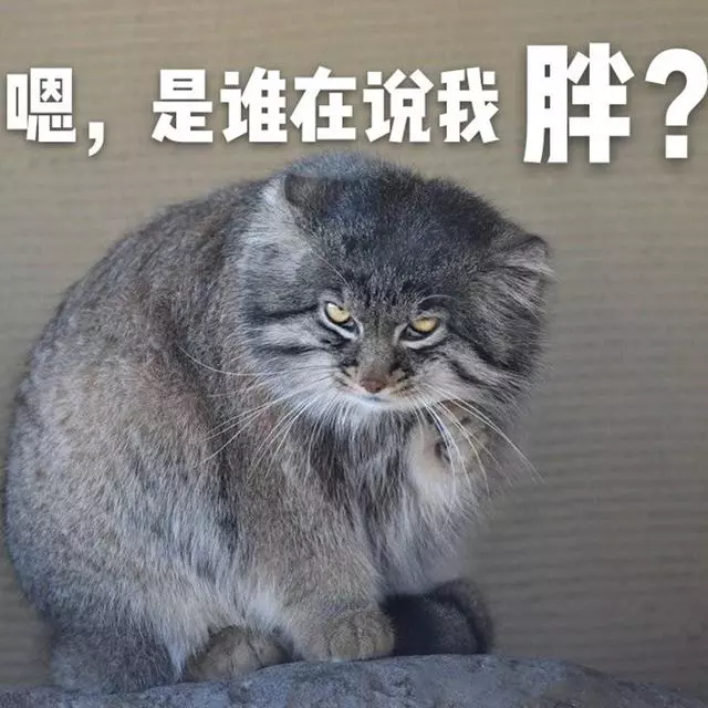 兔猻因遭錯認而開課,苦心介紹自身猛獸真相,但仍被眾人當成萌物
