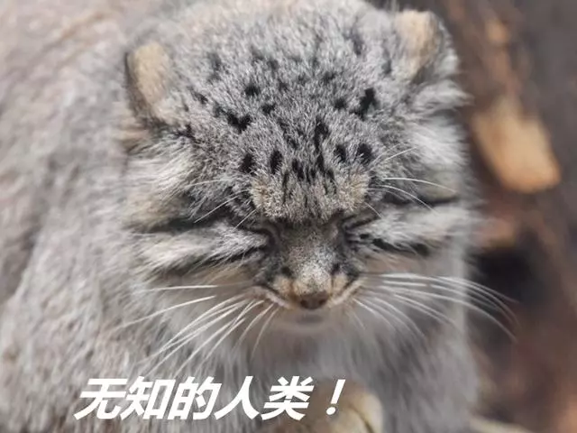 兔猻因遭錯認而開課,苦心介紹自身猛獸真相,但仍被眾人當成萌物