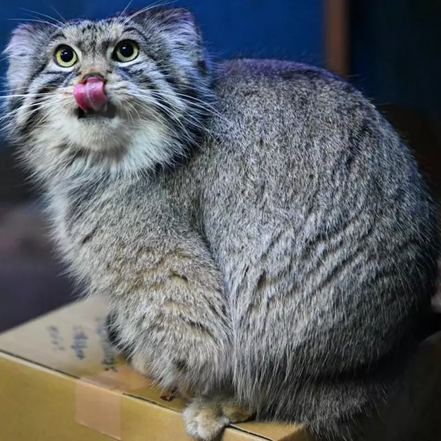 兔猻因遭錯認而開課,苦心介紹自身猛獸真相,但仍被眾人當成萌物