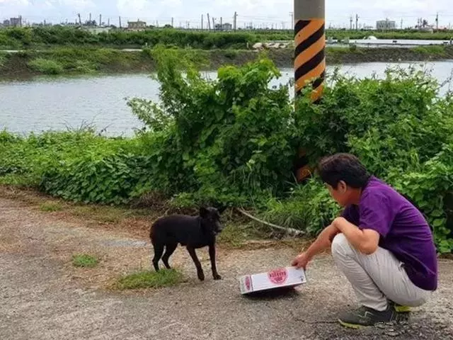 黑狗冒險攔車求救,只因白狗不慎掉河中,等同伴獲救後又悄然離開