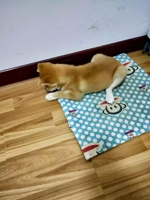 主人有了寵物狗把自家的土狗給攆了出來,小傢伙躲在樓下不願離開