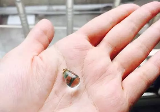 流浪貓報恩,突然給女子送來大禮,看樣子很值錢啊