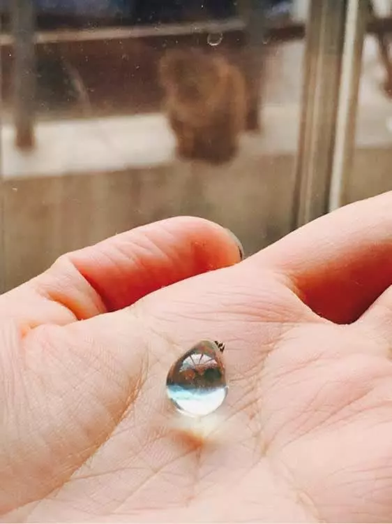 流浪貓報恩,突然給女子送來大禮,看樣子很值錢啊