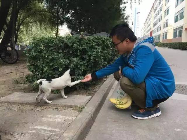 流浪狗為填飽肚子叼走外賣,坦然走出校園,將食物帶給飢餓夥伴