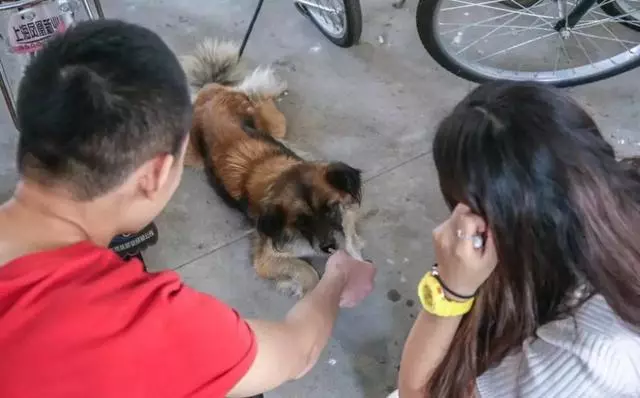 流浪狗為填飽肚子叼走外賣,坦然走出校園,將食物帶給飢餓夥伴