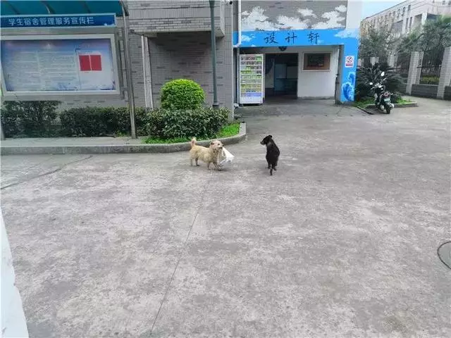 流浪狗為填飽肚子叼走外賣,坦然走出校園,將食物帶給飢餓夥伴