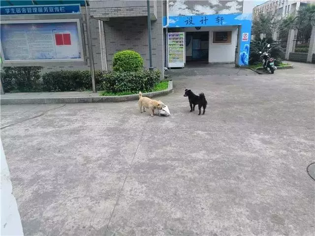 流浪狗為填飽肚子叼走外賣,坦然走出校園,將食物帶給飢餓夥伴