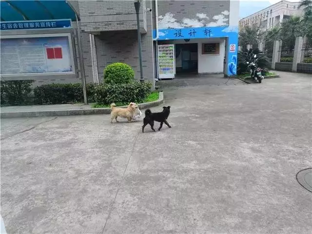 流浪狗為填飽肚子叼走外賣,坦然走出校園,將食物帶給飢餓夥伴