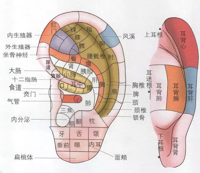 耳朵有91個穴位,每天捏耳6分鐘,全身氣血都暢通,能遠離病痛