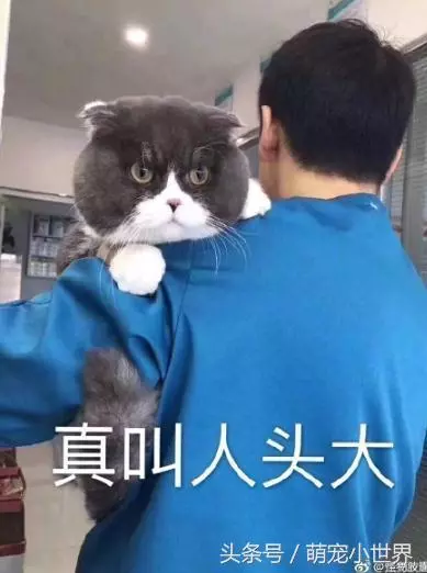 前面路人抱一隻好大貓娃娃!真實版大臉貓太可愛拉!