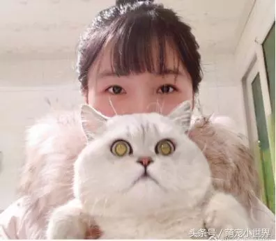 前面路人抱一隻好大貓娃娃!真實版大臉貓太可愛拉!