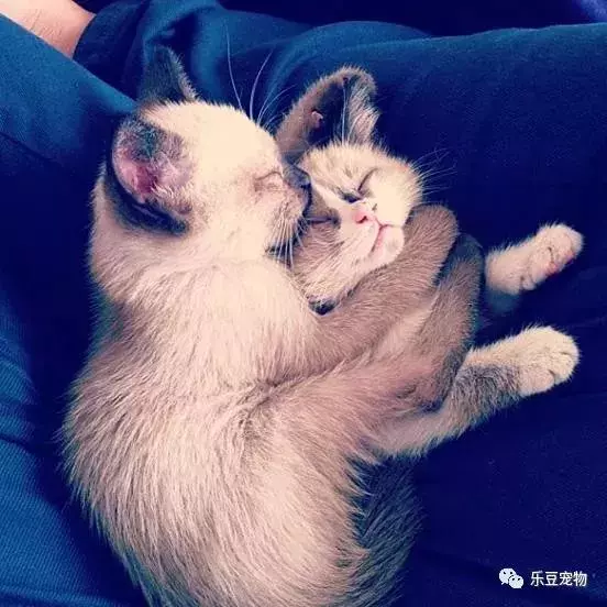 前面路人抱一隻好大貓娃娃!真實版大臉貓太可愛拉!