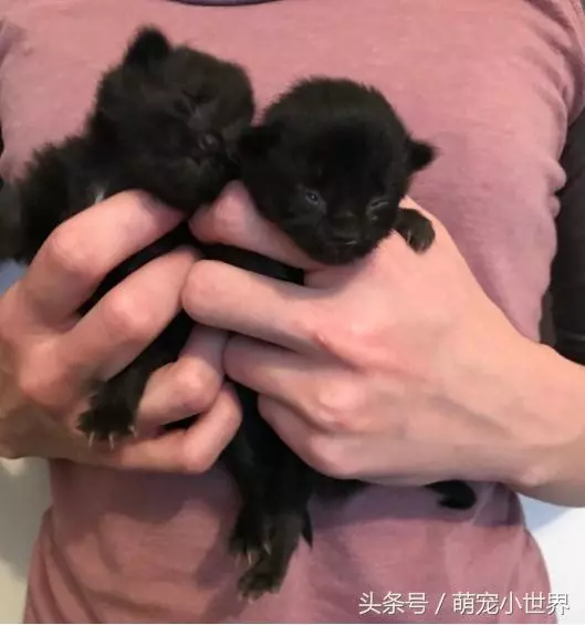 瘦弱的小浪浪被暖男收編,一年後完全大變身成超有氣勢的大美貓