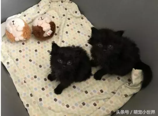 瘦弱的小浪浪被暖男收編,一年後完全大變身成超有氣勢的大美貓
