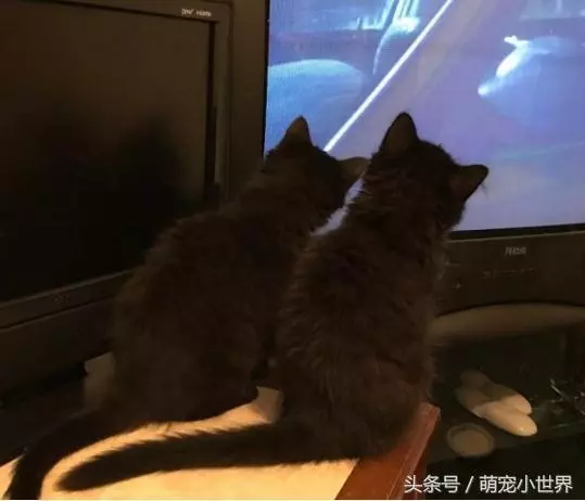 瘦弱的小浪浪被暖男收編,一年後完全大變身成超有氣勢的大美貓