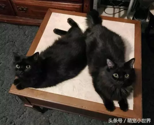瘦弱的小浪浪被暖男收編,一年後完全大變身成超有氣勢的大美貓