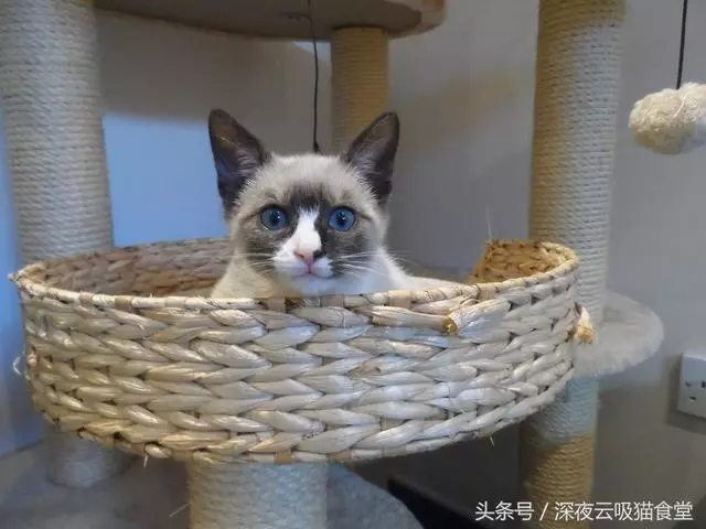 加油站紙板箱裡4隻中唯一倖存的暹羅貓崽,長成了一隻漂亮的大喵