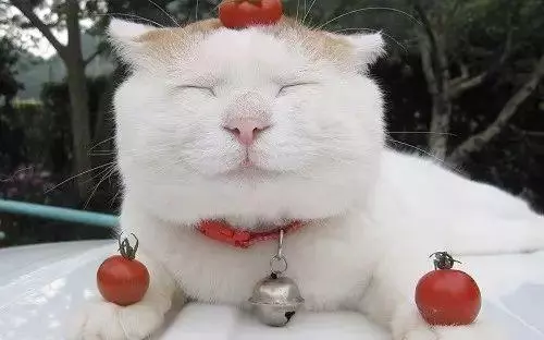 16種貓咪笑,你家主子是哪款?