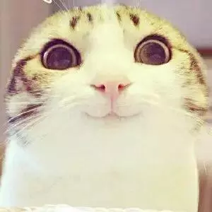 16種貓咪笑,你家主子是哪款?