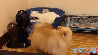 博美發現窩被貓咪霸佔,忐忑不安地擠進去,兩個戲精飆起戲