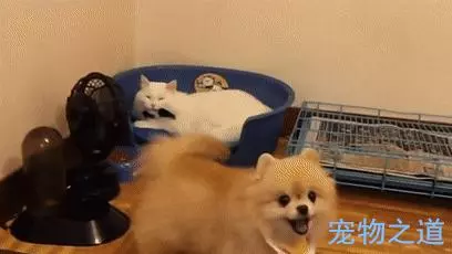 博美發現窩被貓咪霸佔,忐忑不安地擠進去,兩個戲精飆起戲