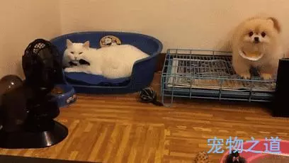 博美發現窩被貓咪霸佔,忐忑不安地擠進去,兩個戲精飆起戲