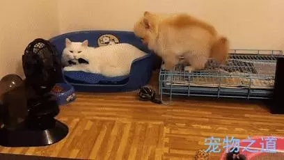 博美發現窩被貓咪霸佔,忐忑不安地擠進去,兩個戲精飆起戲