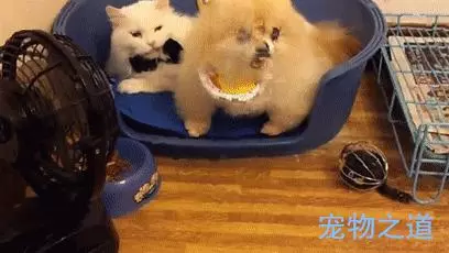 博美發現窩被貓咪霸佔,忐忑不安地擠進去,兩個戲精飆起戲